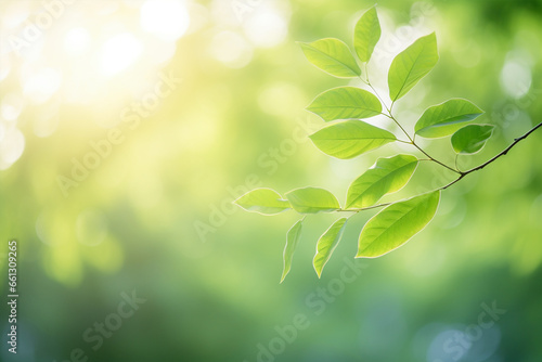 Green leaves on tree and blurry background with sunlight and bokeh and negative space in background