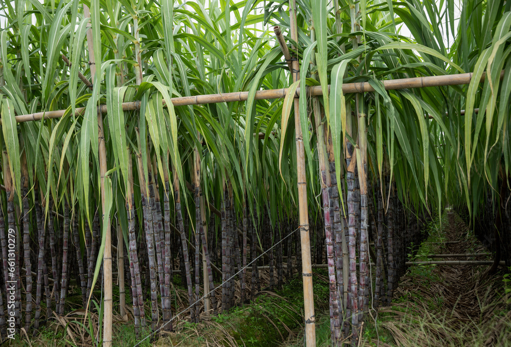 Fototapeta premium Sugarcane plants grow in field