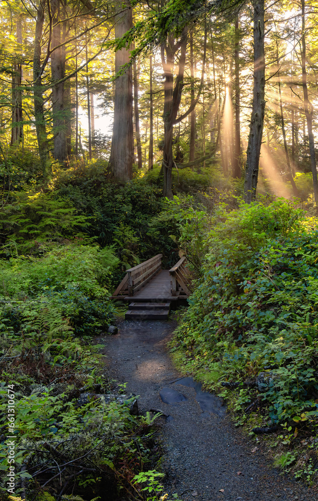 Vibrant Green Trees in the Rainforest on the Pacific West Coast. Sunny Fall Season. Vancouver Island Vibrant Green Trees in the Rainforest on the Pacific West Coast. Sunny Fall Season. Vancouver Island