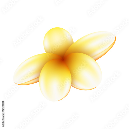 Vector frangipani flower isolated on white background