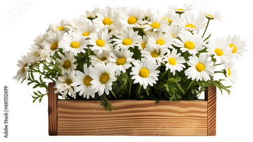 Fototapeta Naklejka Na Ścianę i Meble -  Chamomile Flowers in a Wooden Crate Isolated on Transparent or White Background, PNG