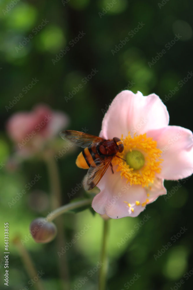 Close-up of yelow and brown European hornet on a pink anemone flower. Vespa on Anemone japonica Close-up of yelow and brown European hornet on a pink anemone flower. Vespa on Anemone japonica