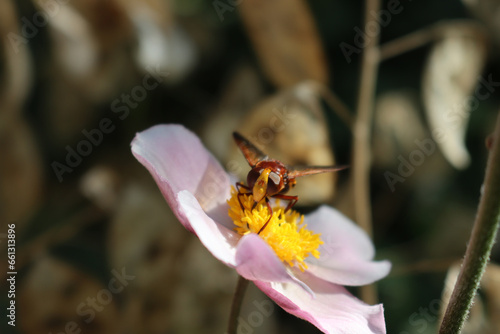 Close-up of yelow and brown European hornet on a pink anemone flower. Vespa on Anemone japonica © saratm
