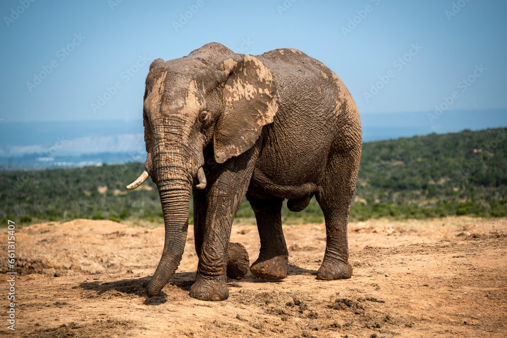 African elephants in the wild