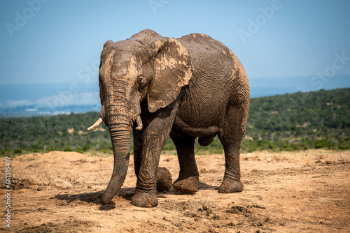 African elephants in the wild