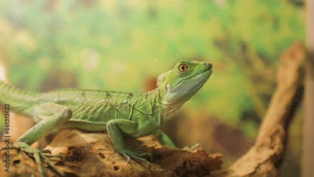Exotic green iguana resting on branch of tree in zoo. Animal and reptile concept. Exotic green iguana resting on branch of tree in zoo. Animal and reptile concept.