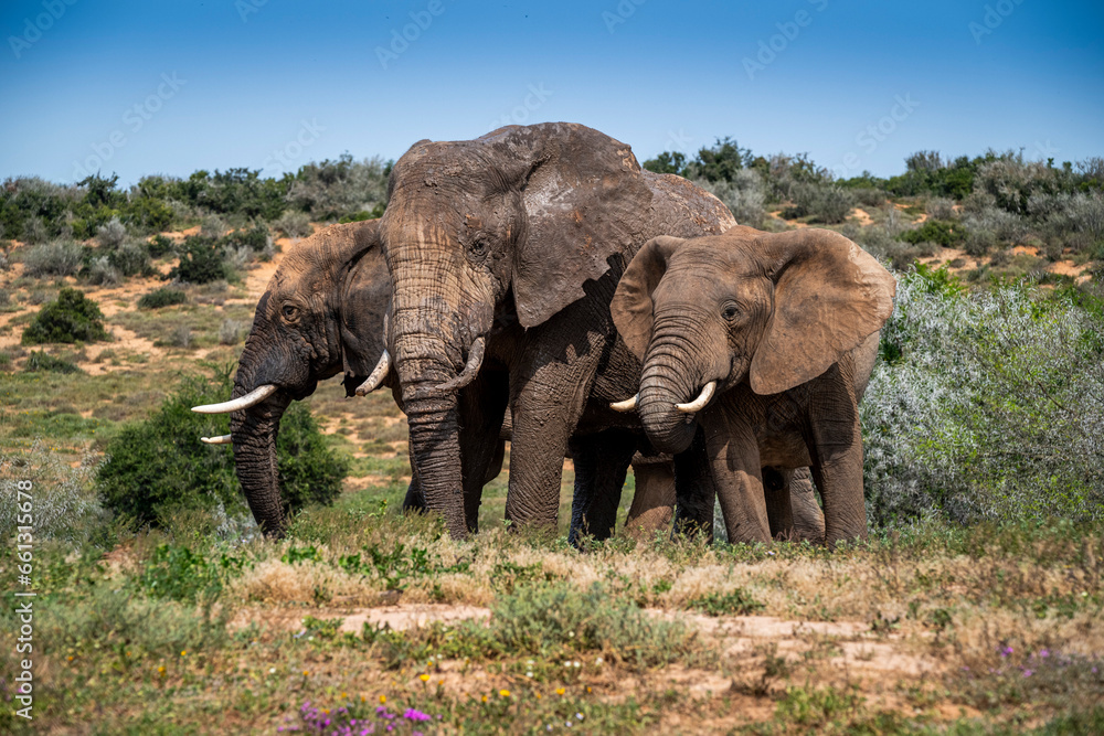 African elephants in the wild