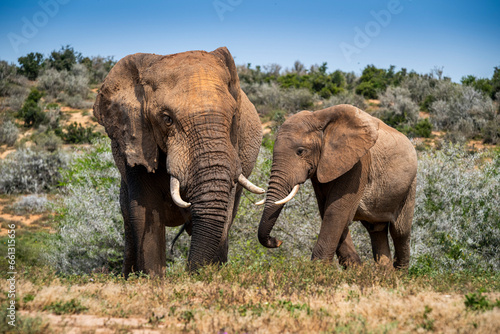 African elephants in the wild