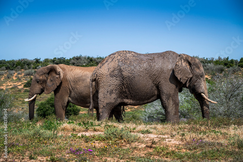 Photography African elephants in the wild