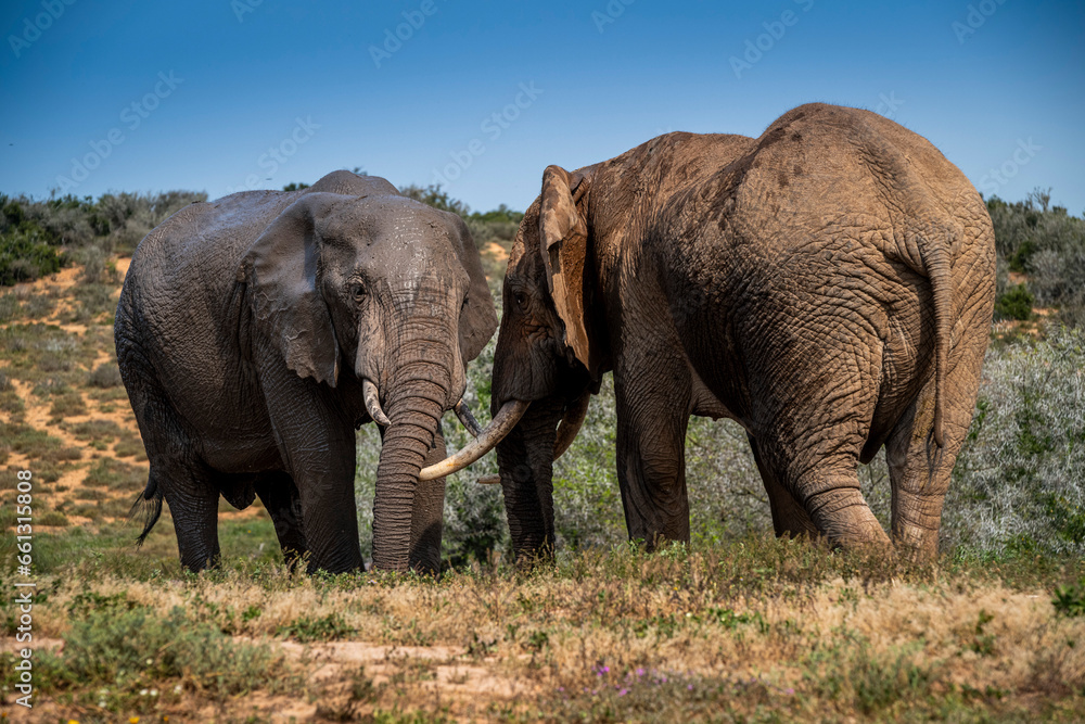Obraz premium African elephants in the wild