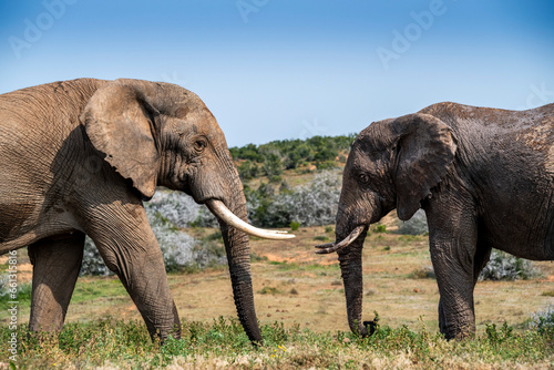 Photography African elephants in the wild