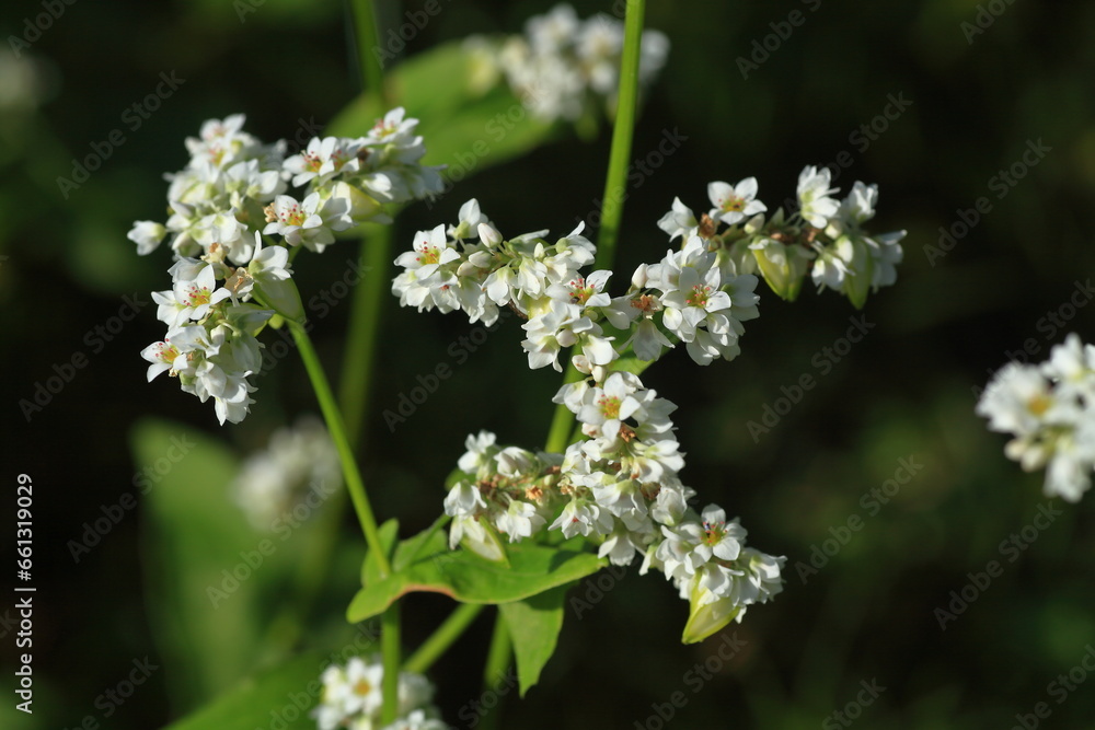 秋ソバの花 秋ソバの花