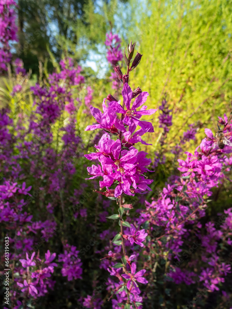 Wand loosestrif (Lythrum virgatum) 'Dropmore purple' flowering with reddish-purple flowers in loose open flower spikes