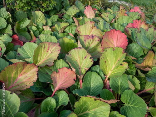 View of colorful leaves of the purple bergenia  Bergenia purpurascens  in autumn with foliage that turns beet red in autumn