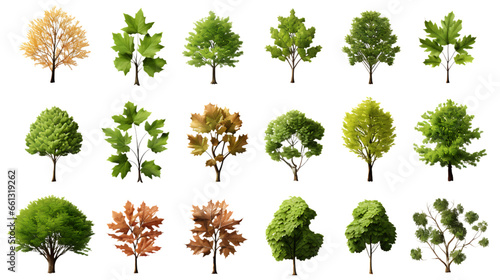 Overhead Tree Collection Isolated on Transparent or White Background, PNG