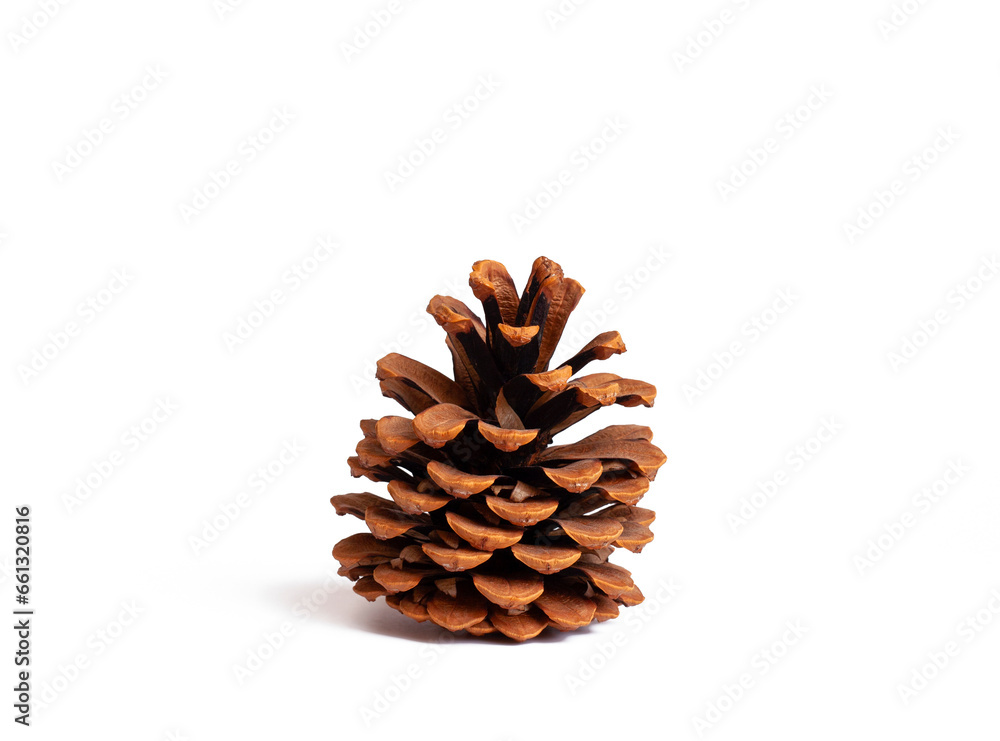 Pine cone isolated on white background Pine cone isolated on white background
