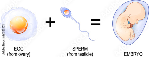 Fertilization process
