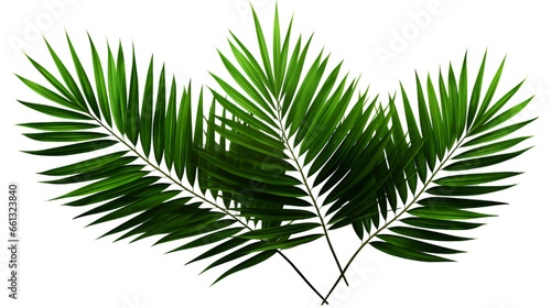 Green Palm Leaves Isolated on Transparent or White Background, PNG