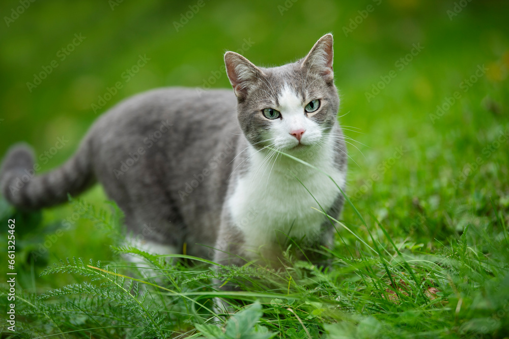 Cute tabby cat in a garden