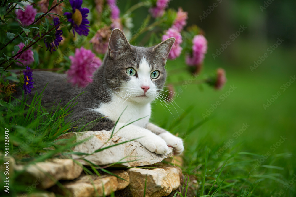 Cute young cat between flowers