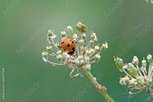 Lady beetle on asthma plant © Bryony