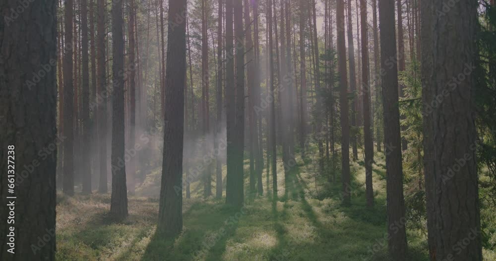 Sunlit pine forest enveloped in smoke, evoking the concept of a forest fire in a natural setting. Nordic nature. Sunlit pine forest enveloped in smoke, evoking the concept of a forest fire in a natural setting. Nordic nature.