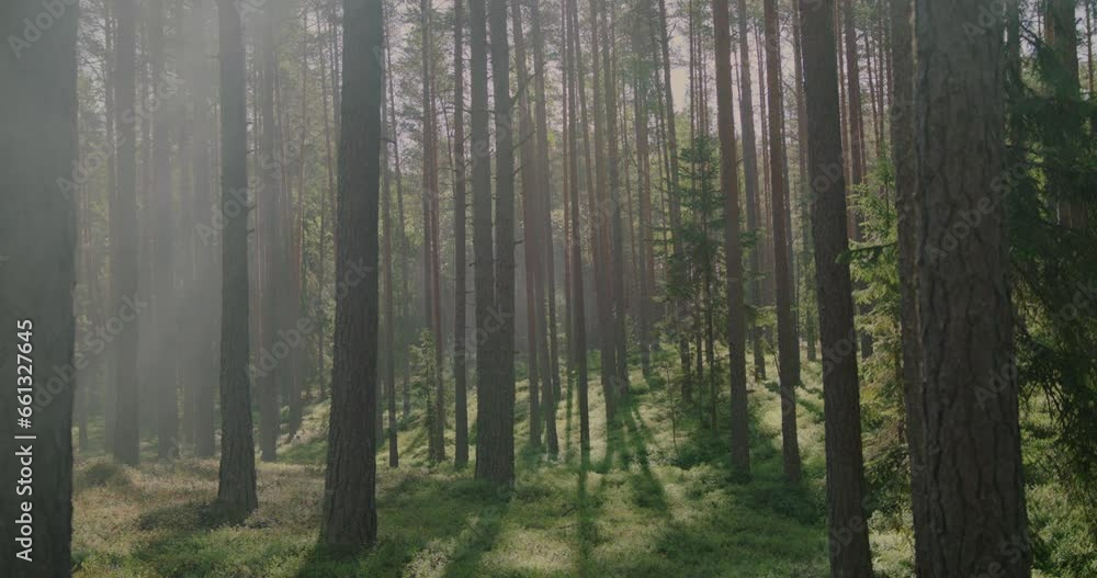 Morning fog disperses within a vibrant pine forest, revealing the enchanting play of early sunlight. Sunlight creates flares as it filters through the trees, evoking a sense of serene tranquility. Morning fog disperses within a vibrant pine forest, revealing the enchanting play of early sunlight. Sunlight creates flares as it filters through the trees, evoking a sense of serene tranquility.