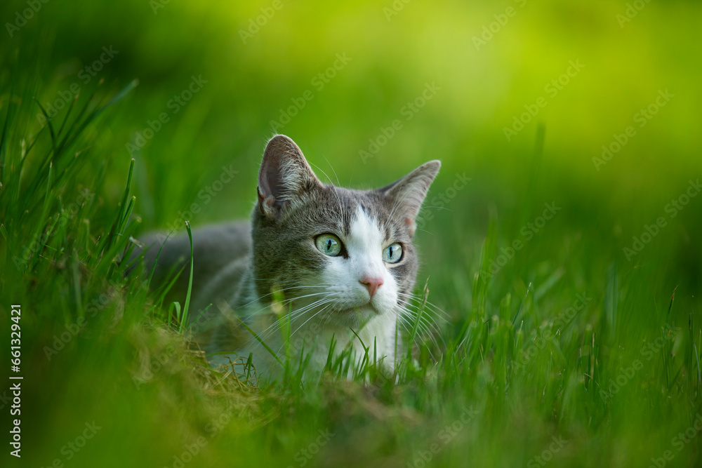 Cute young cat lying in a meadow