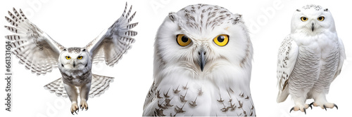 Snowy owl collection (portrait, flying, standing), animal bundle isolated on white background as transparent PNG