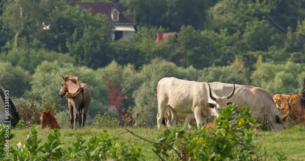 Podolian beef grazes freely in the field, passive animal husbandry Podolian beef grazes freely in the field, passive animal husbandry