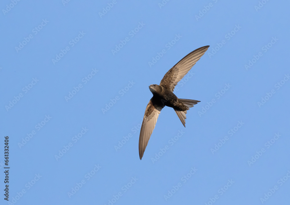 Obraz premium Common swift, Apus apus. A bird flies against a blue sky
