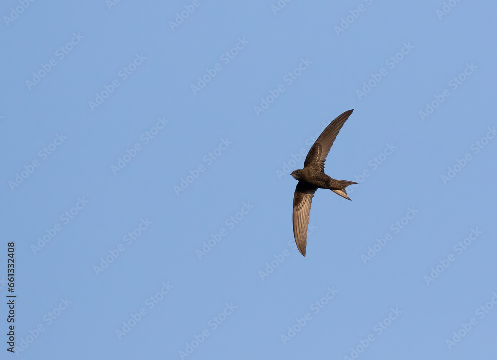 Common swift, Apus apus. A bird flies against a blue sky Common swift, Apus apus. A bird flies against a blue sky