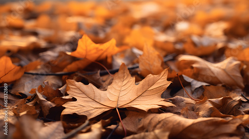 Autumn's Carpet: Fallen Leaves on the Ground