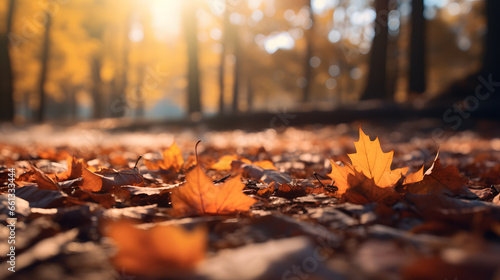 Autumn's Carpet: Fallen Leaves on the Ground