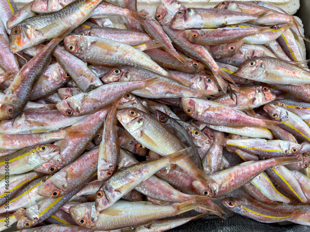 Top view of raw red mullet fish on ice on display at seafood fish market Top view of raw red mullet fish on ice on display at seafood fish market