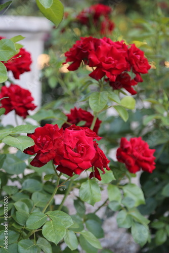 Rosas rojas