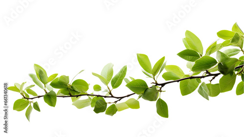 Green Tree Branch Isolated on Transparent or White Background, PNG