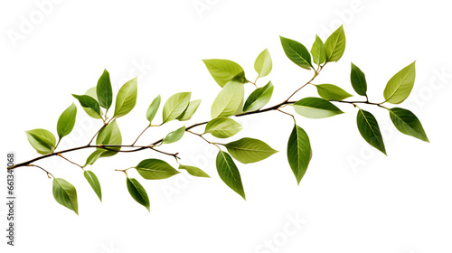 Summer Tree Leaf Branch Shadows Isolated on Transparent or White Background, PNG