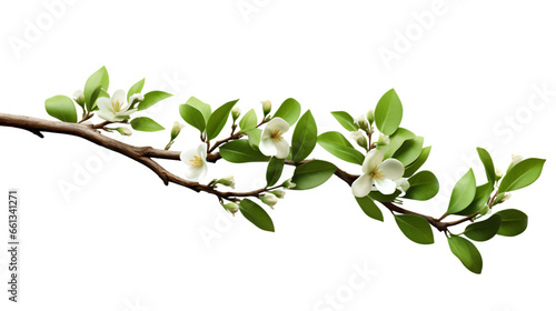 Tropical Tree Branch Isolated on Transparent or White Background, PNG