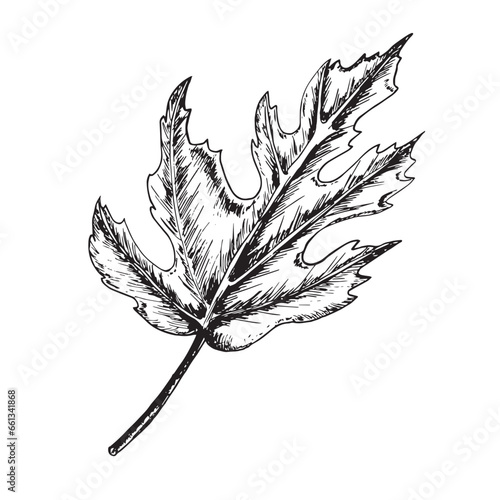 Hand-drawn black and white ink illustration. Fig leaf to combine with fid fruit in any design work. Vector