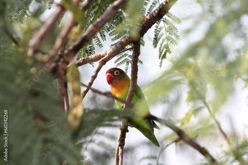 Pfirsichköpfchen vogel Kleinpapagei  photo