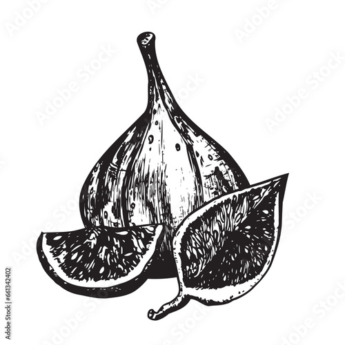 Fresh, ripe fig fruit and slices. Hand-drawn black and white ink illustration. Vector