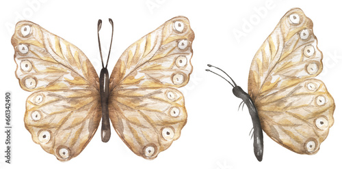 Watercolor hand drawn buttrefly illustration set, moth clipart, insect clip art © mayillustration