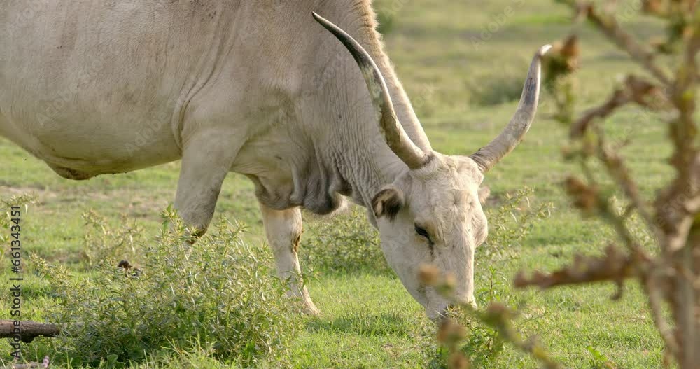 Podolian beef grazes freely in the field, passive animal husbandry Podolian beef grazes freely in the field, passive animal husbandry