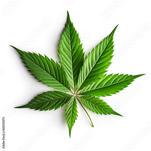 closeup of cannabis leaf, isolated on white background, AI Generative.