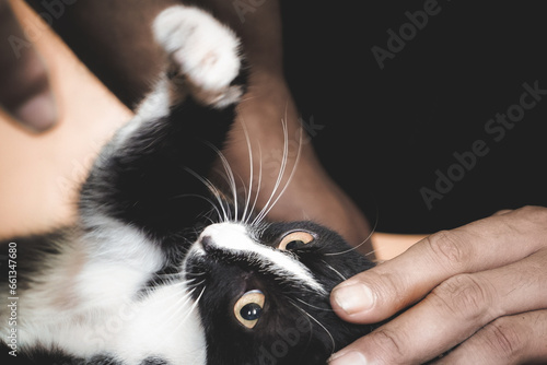 Playing with a cat, hand playing with a cat