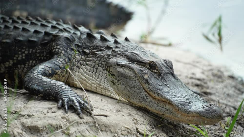 American alligator on the bank of the lake in Florida American alligator on the bank of the lake in Florida