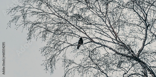 black raven sitting on the branches