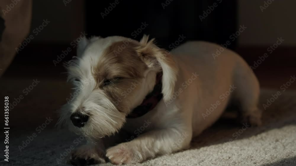 A Jack Russell dog lying on the floor at home in the sunlight. wide shot footage
