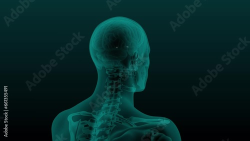 X-ray scan of the human head and neck with the skull and Brain Amygdala visible. 3d render seamless loop animation of rotation isolated on dark background.